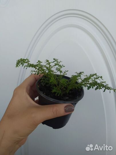 Пилея мелколистная