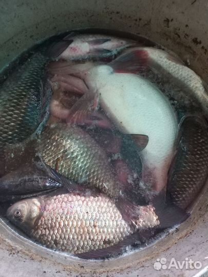 Свежая рыба карась судак