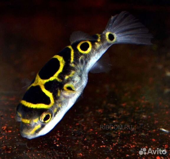 Тетрадон восьмерка Аквариумные рыбки и растения