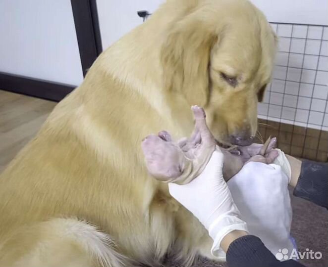 Вязка, роды инструктор по вязке собак