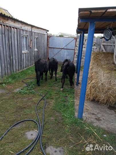 Абердин ангус телки