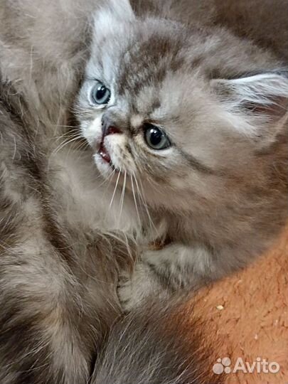 Очаровательный Котейка персидский