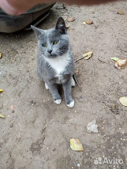 Котики бесплатно