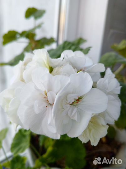 Колеус и герань