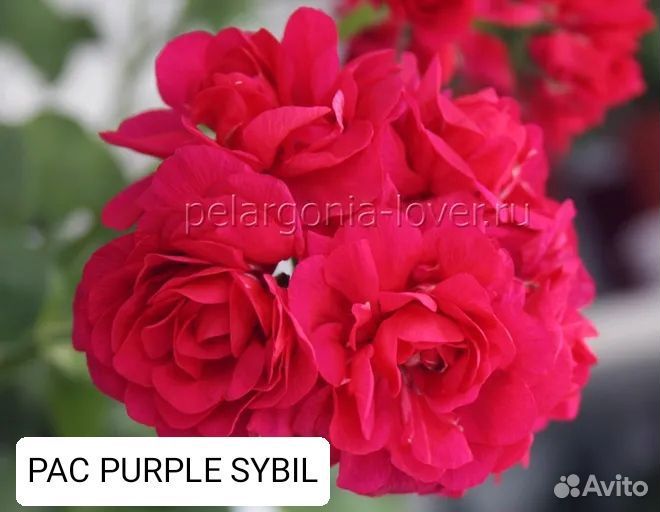 Искусственные цветы в горшках бу