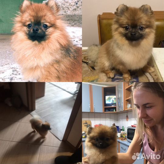 Стрижка собак и кошек, экспресс линька у Вас дома