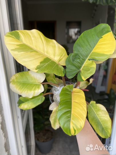 Филодендрон пин тонг