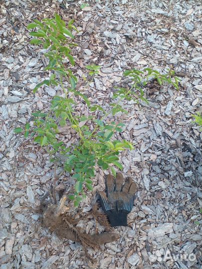 Розы садовые