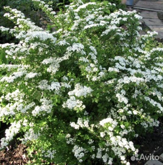 Спирея гибридная Альпенглюхен