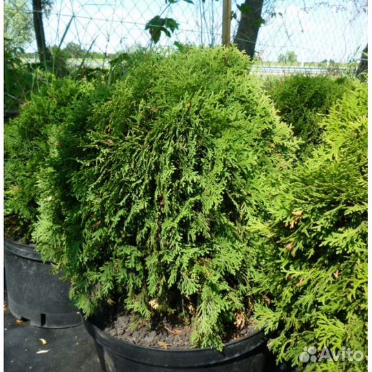 Туя западная Hoseri