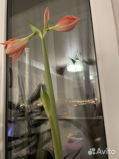 Отростки гиппераструм