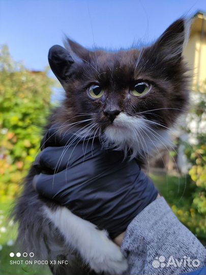 Отдам котят