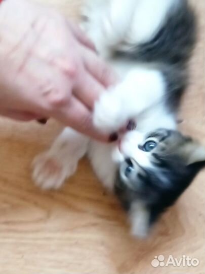 Котята отдам даром