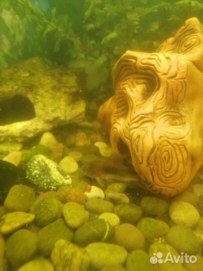 Аквариумные рыбки сомики коридос и креветки