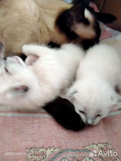 Сиамская кошка
