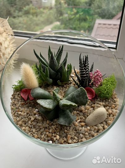 Флорариум суккуленты, подарок