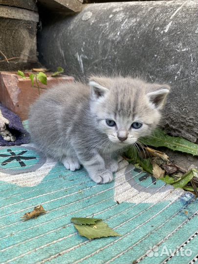 Отдам котят в добрые руки