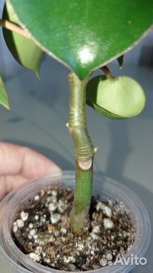 Пеперомия Полиботрия(Рейндроп)