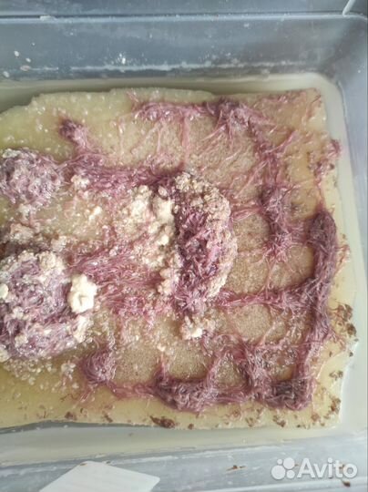 Аулофорус,трубочник Изя,мотыль замороженный