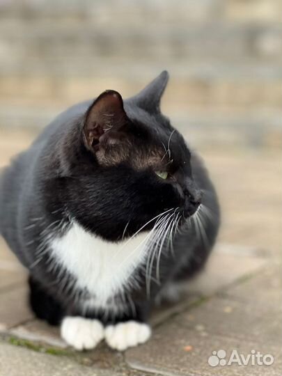Котик в добрые руки