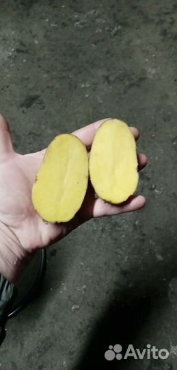 Продам картофель Гала