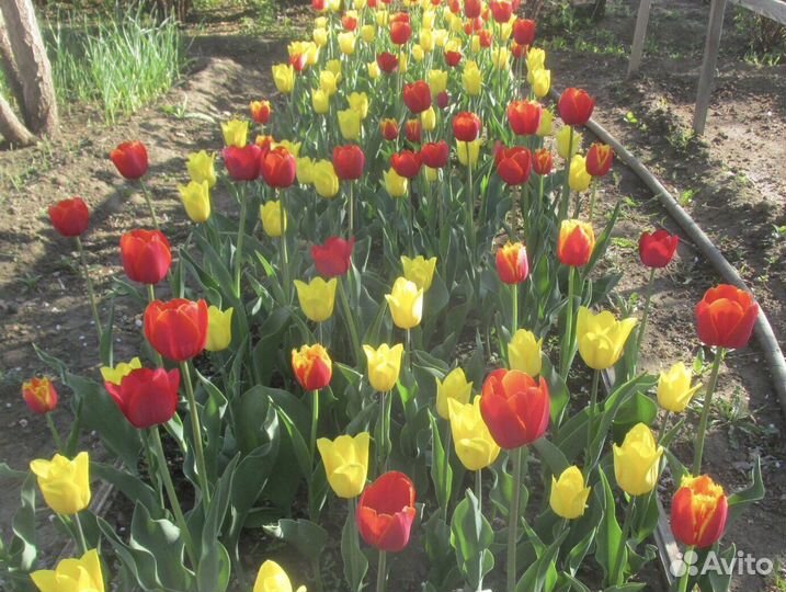 Тюльпаны луковицы