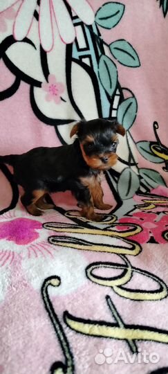 Мини мальчик йоркширского терьера