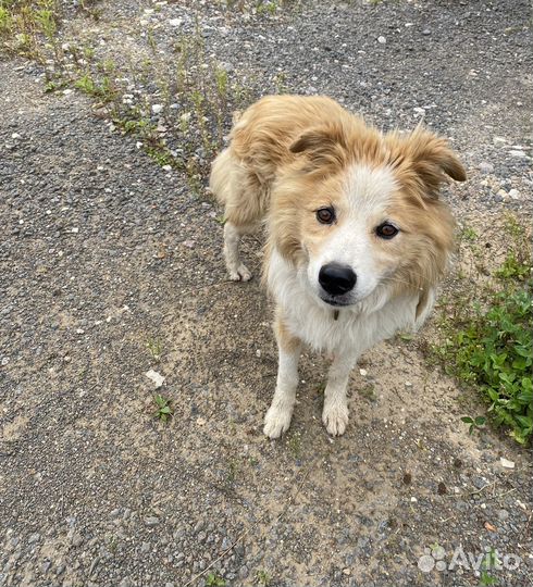 Собака Бордер-Колли в добрые руки отдам бесплатно