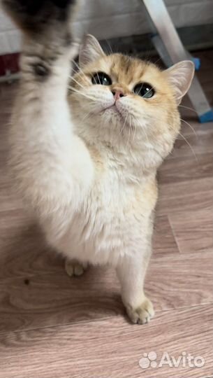 Британский кот для вязки