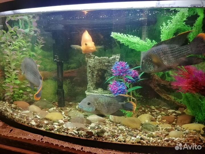 Аквариум с рыбками(акары и попугай)