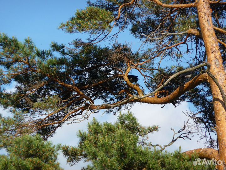 Сосна обыкновенная 3 метра