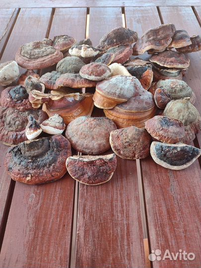 Чага, трутовики, рейши, калган, золотой корень