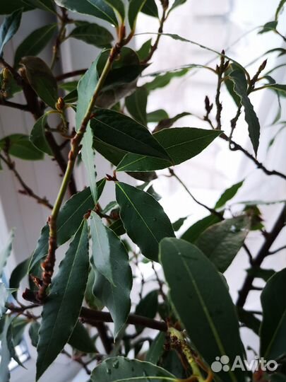 Лавр благородный в горшке