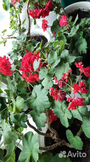 Герань (пеларгония) в горшке с поддоном