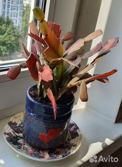 Кактус Декабрист в горшке