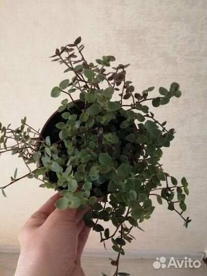 Каллизия ползучая