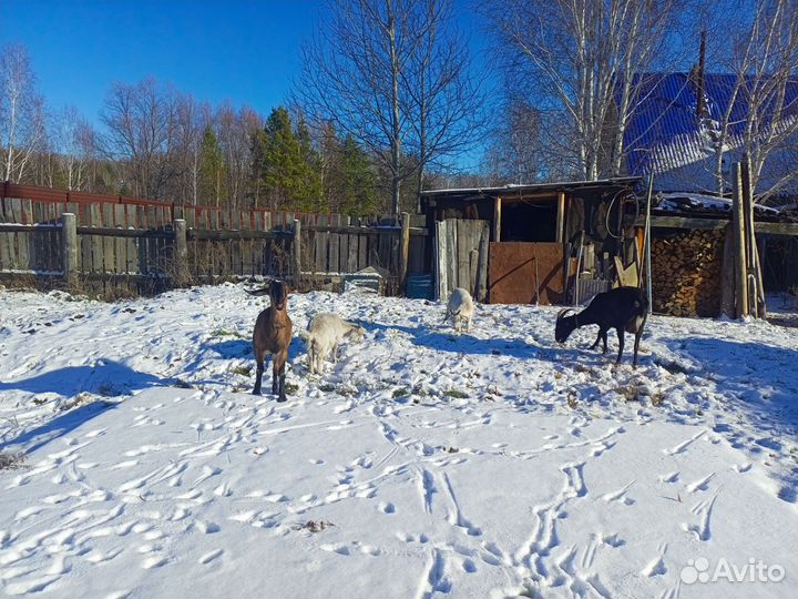 Нубийские козы