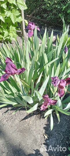 Ирисы бородатые