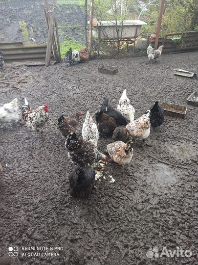 Продам яйцо инкубационное ливенская ситцевая