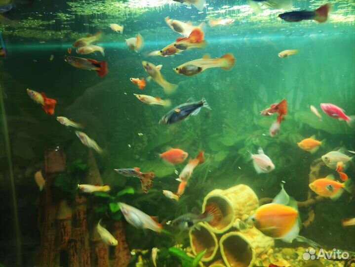 Сомики анциструсы