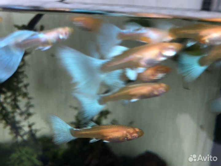 Гуппи Sky blu albinо