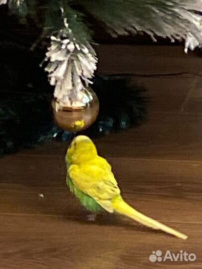 Передержка домашних животных