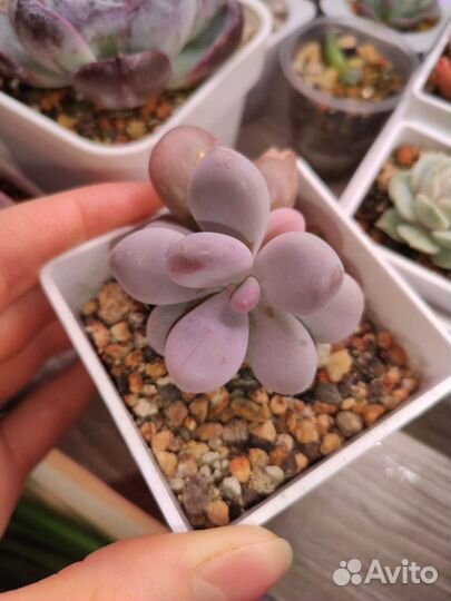 Редкие суккуленты