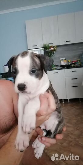 Продам 3 девочки амстафа