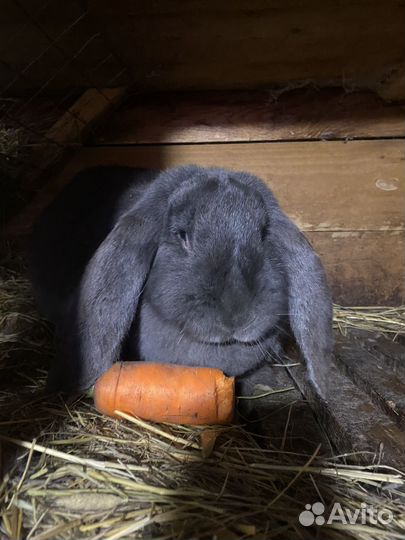 Кролики Французский баран