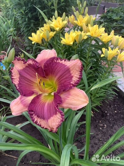 Лилейники сортовые