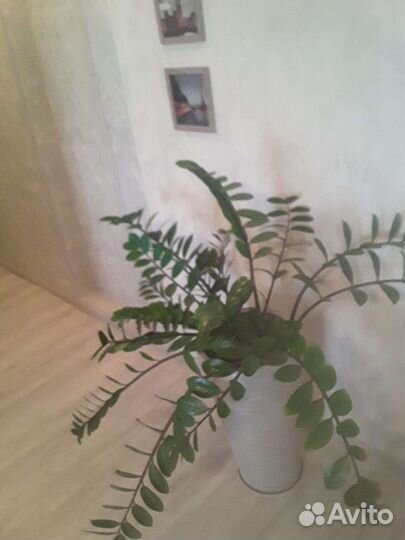 Замиокулькас