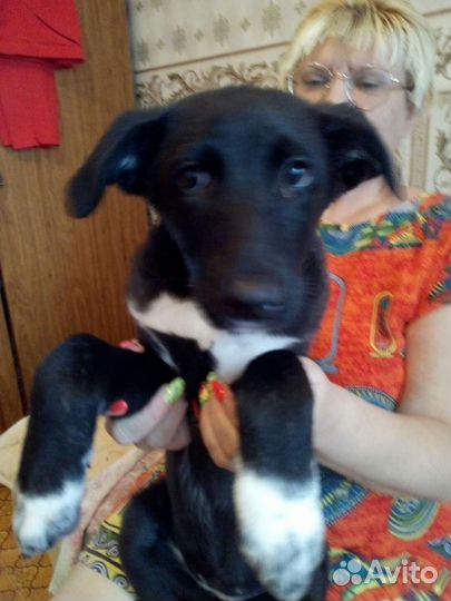 Щенок 3 месяца