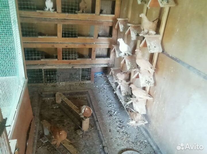 Голуби на продажу и свадьбу