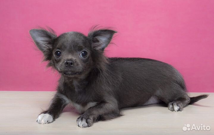 Щенки чихуахуа